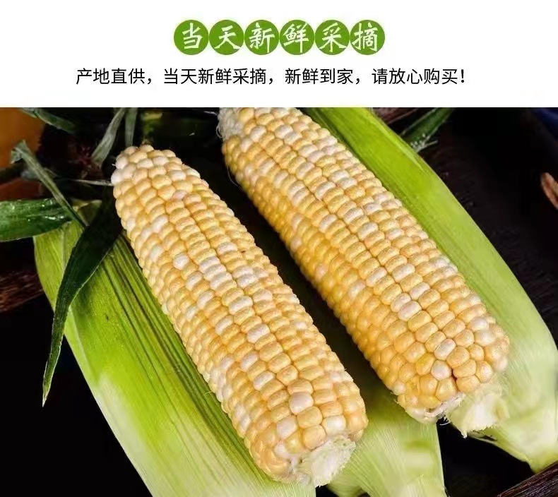 昭通好吃水果玉米 昭通好吃水果玉米