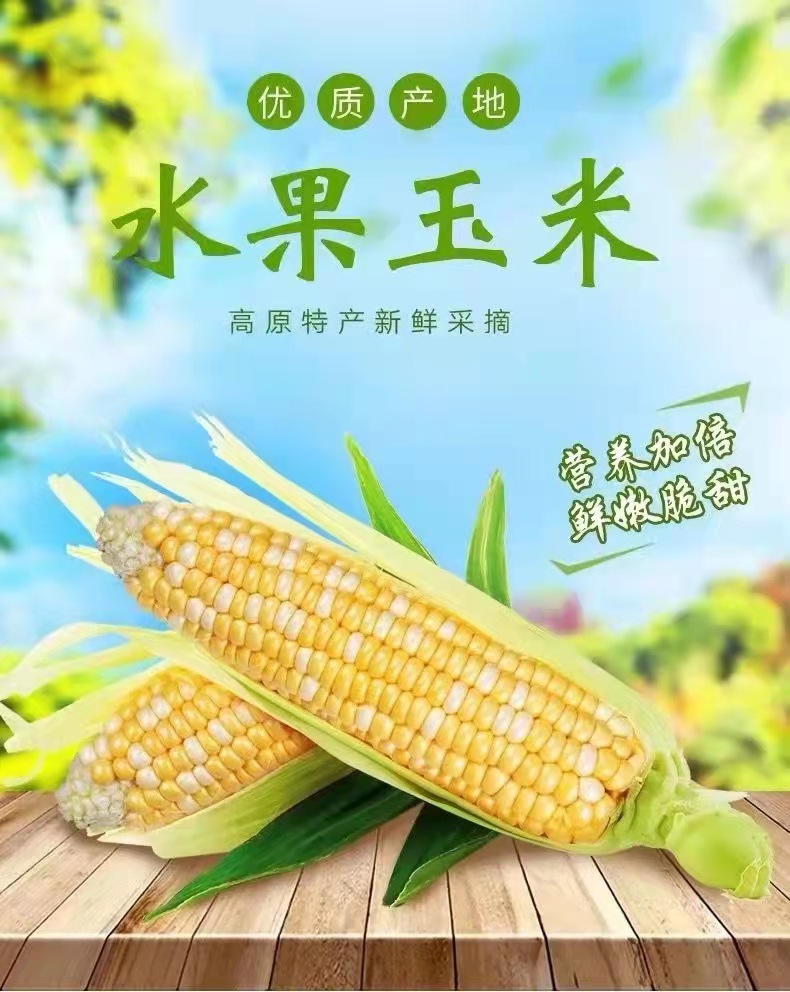 昭通玉米 昭通玉米