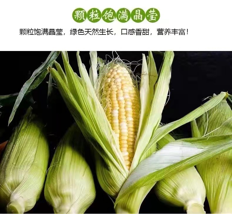 品質好的水果玉米 品質好的水果玉米