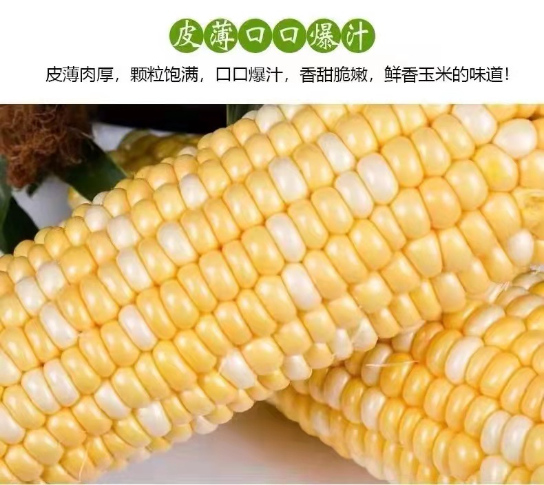 水果玉米實拍 水果玉米實拍