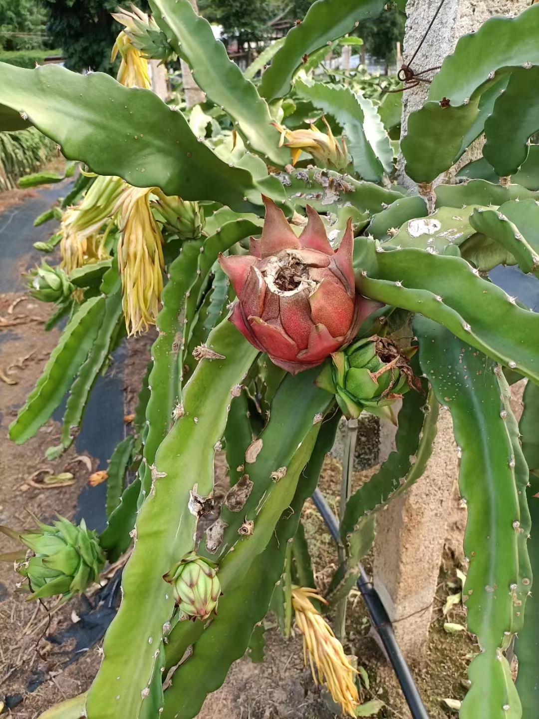 西雙版納火龍果 西雙版納火龍果