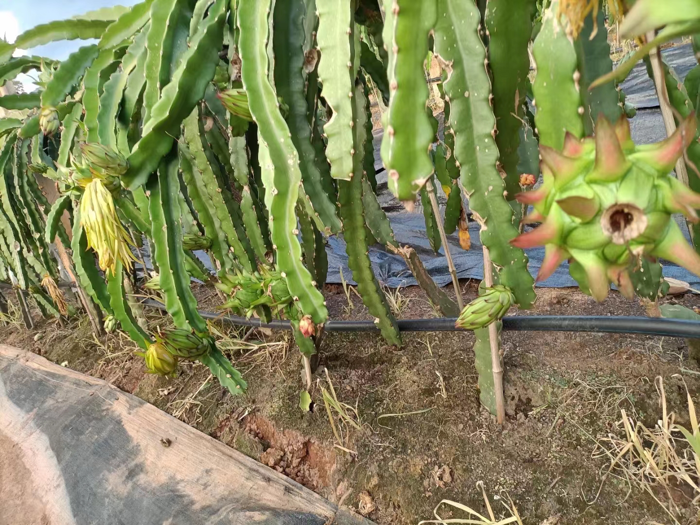 火龍果 火龍果