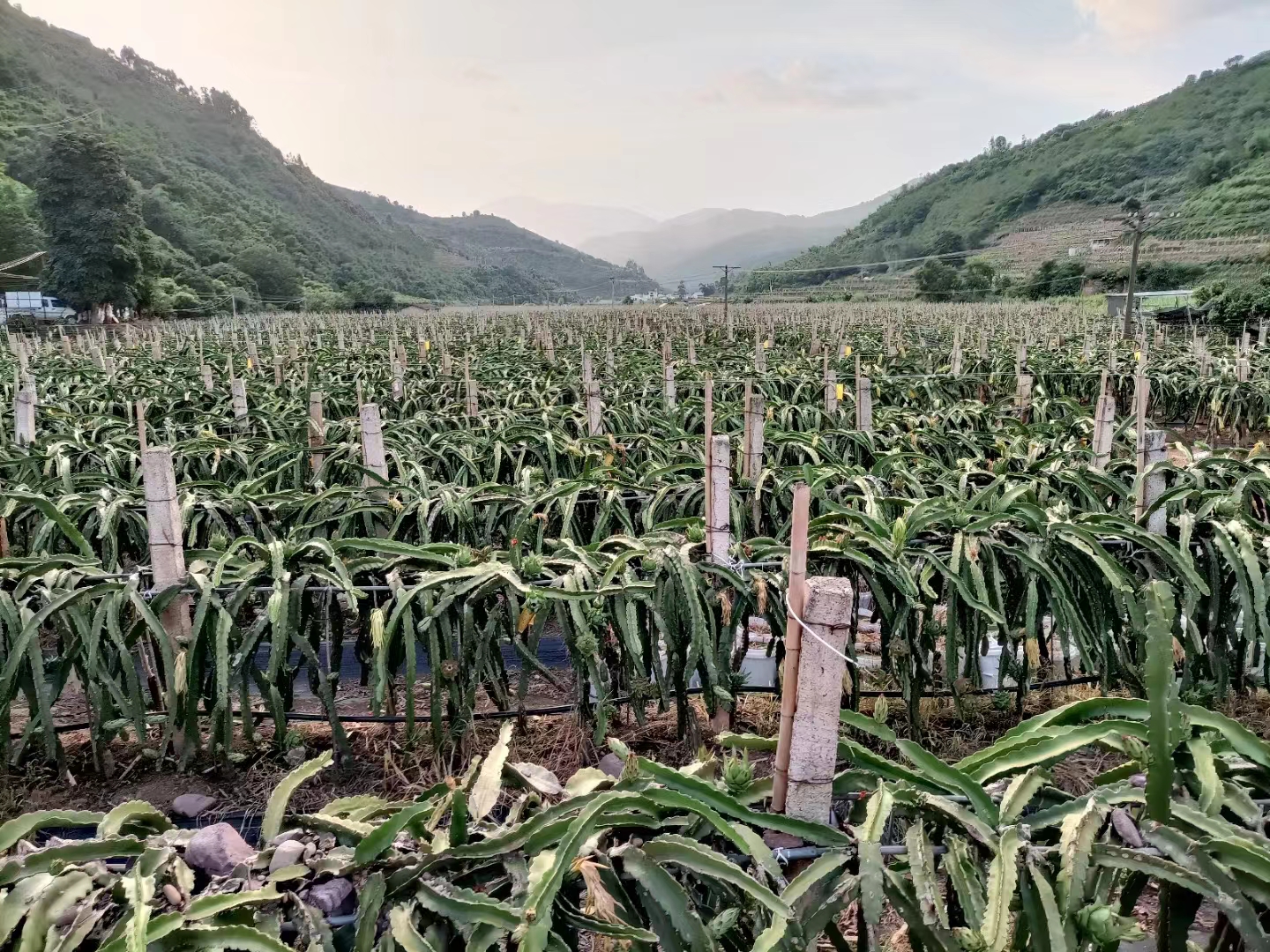 云南火龍果 云南火龍果