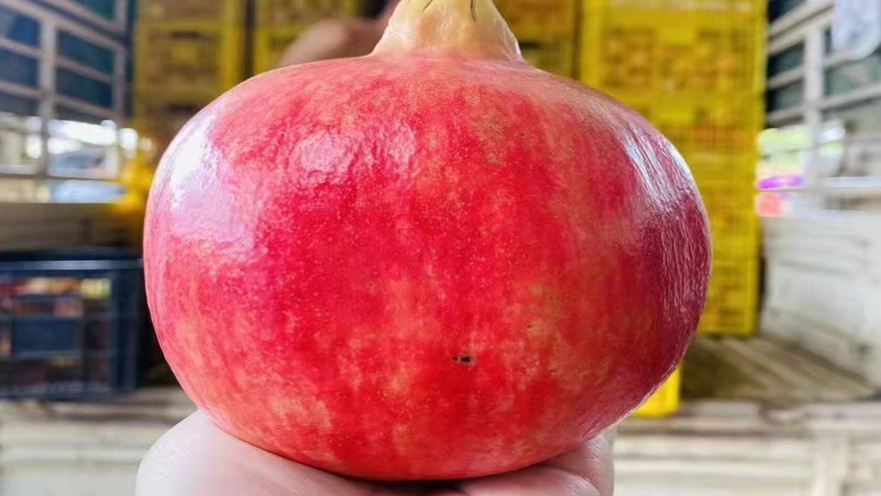 蒙自多籽石榴 蒙自多籽石榴