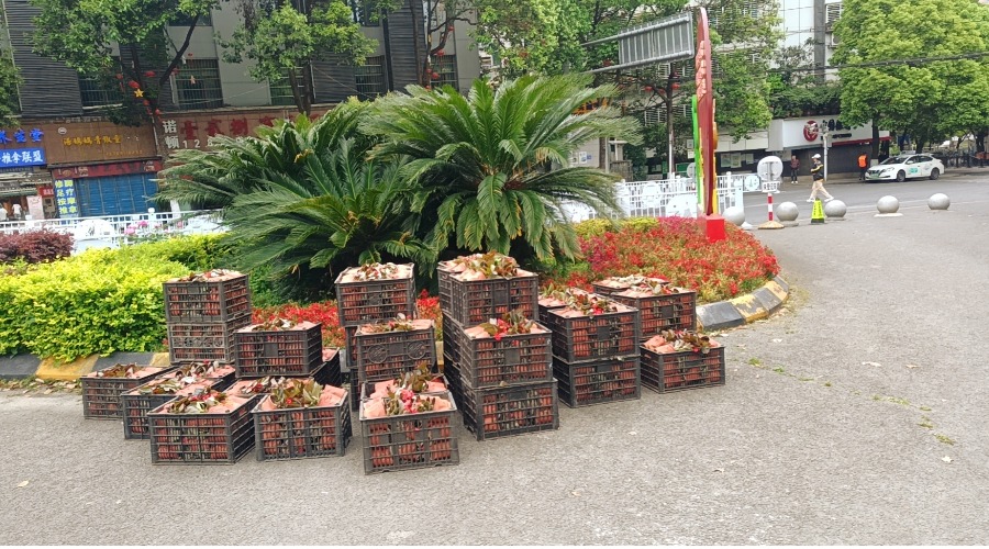 花苗 花苗