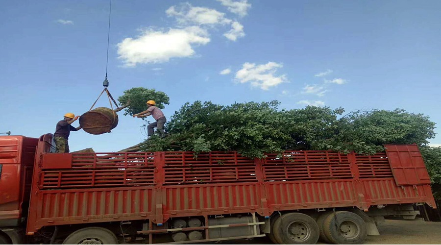 樹苗運輸 樹苗運輸