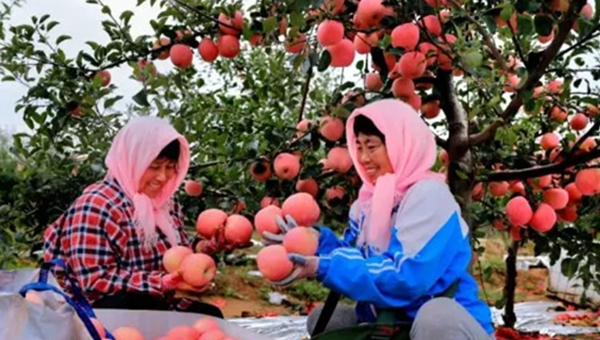 蘋果基地推廣 蘋果基地推廣