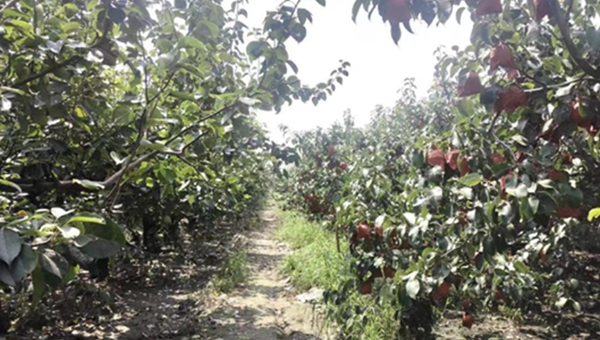 梨園推廣 梨園推廣
