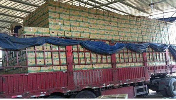 香蕉運輸 香蕉運輸