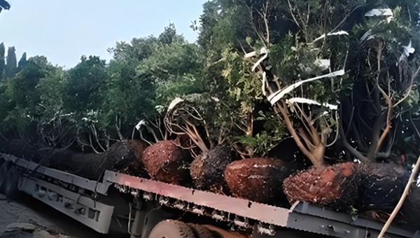 觀葉類苗木運(yùn)輸 觀葉類苗木運(yùn)輸