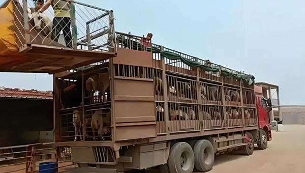 剛察到武威活羊運輸