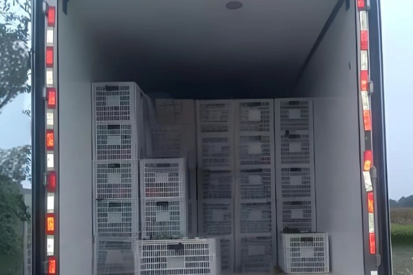 塑料筐運(yùn)輸 塑料筐運(yùn)輸