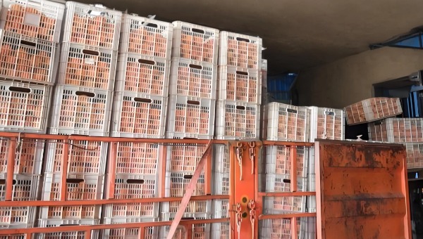 塑料托盤運輸 塑料托盤運輸