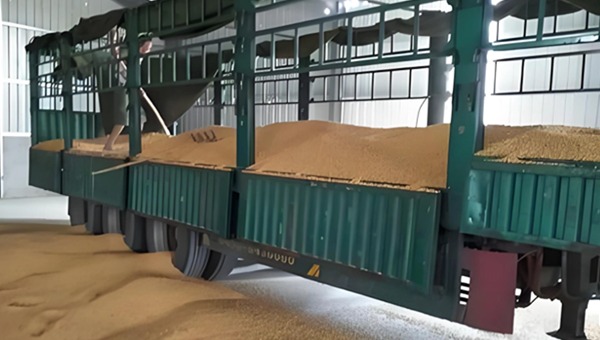 玉米運輸 玉米運輸